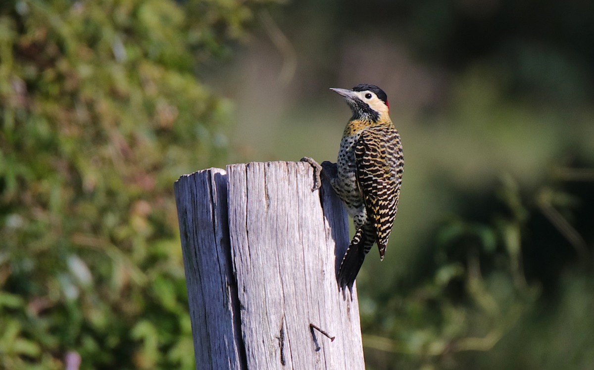 Green-barred Woodpecker - ML619365356