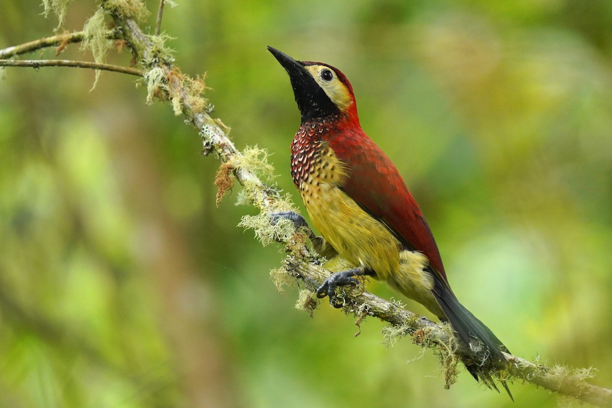 Crimson-mantled Woodpecker - ML619365362