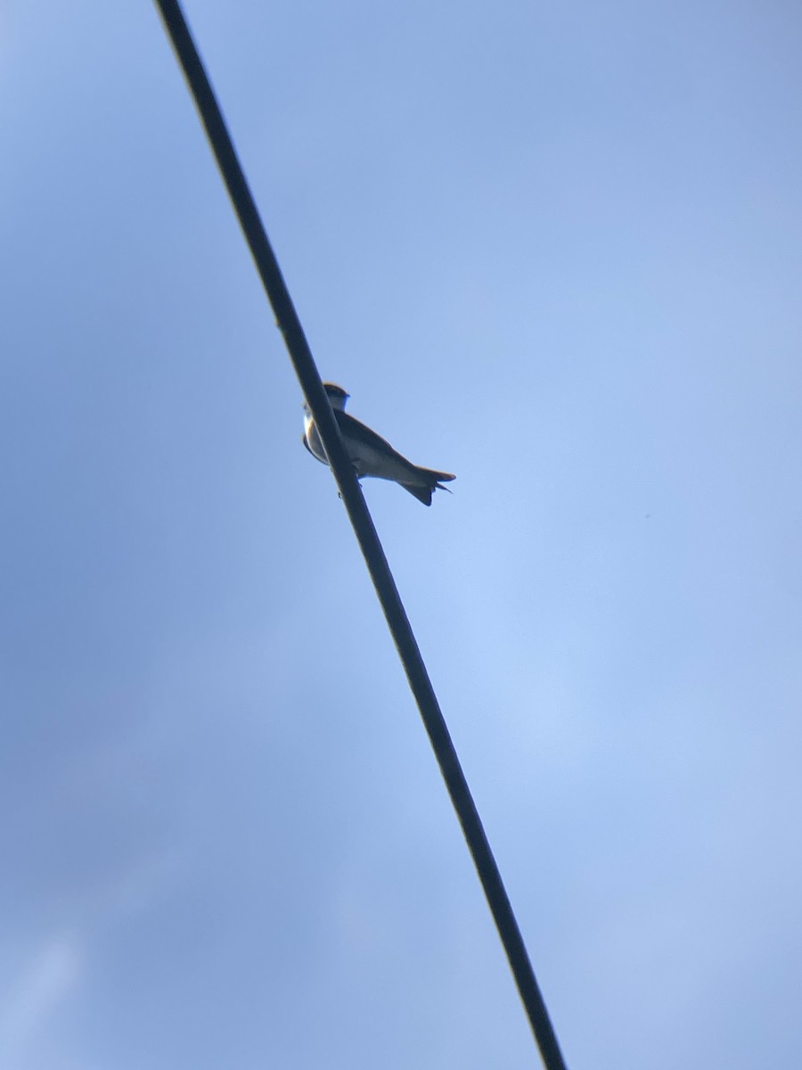 Mangrove Swallow - ML619365369