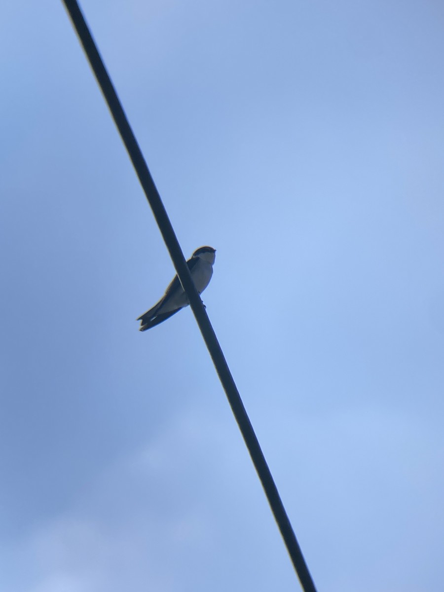 Mangrove Swallow - ML619365370