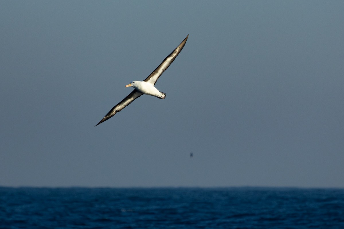 Albatros à sourcils noirs - ML619365406