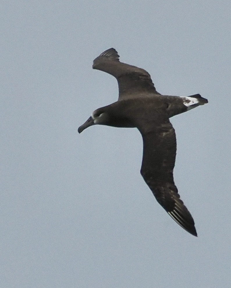 Albatros à pieds noirs - ML619365407