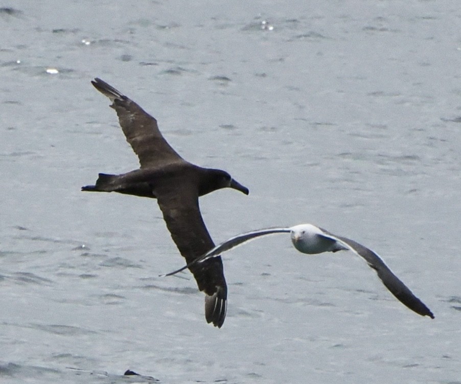 Albatros à pieds noirs - ML619365408