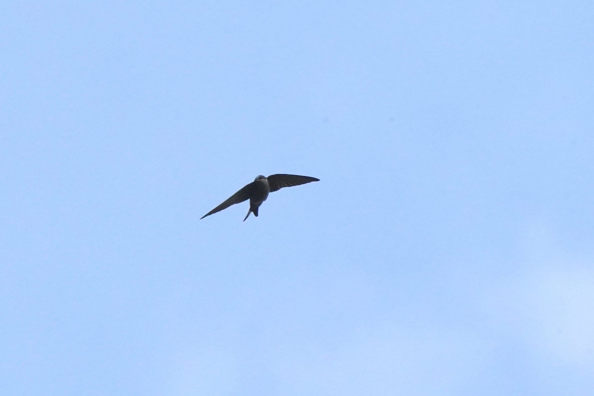 Brown-bellied Swallow - ML619365425