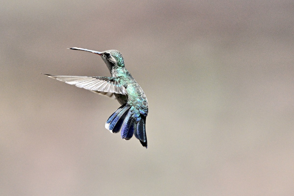 kolibřík širokozobý - ML619365449