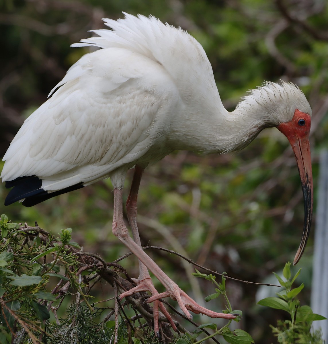 ibis bílý - ML619365453