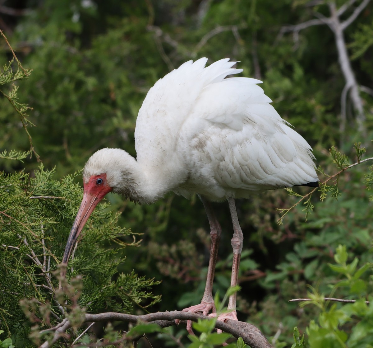 ibis bílý - ML619365462