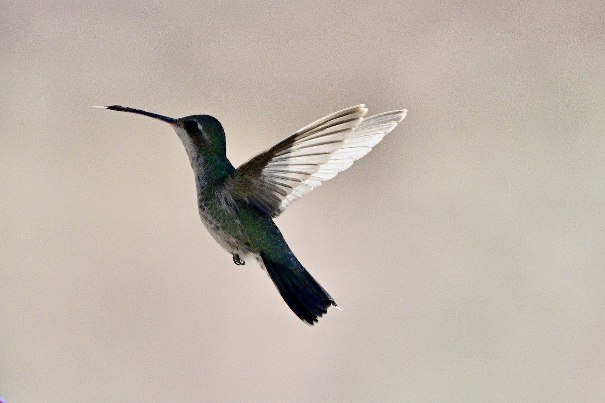 Broad-billed Hummingbird - ML619365463