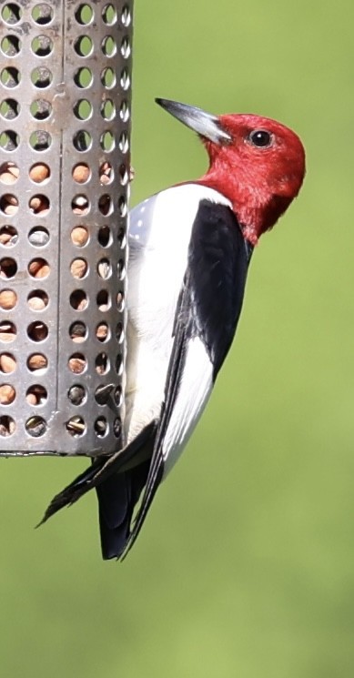 woodpecker sp. - ML619365486
