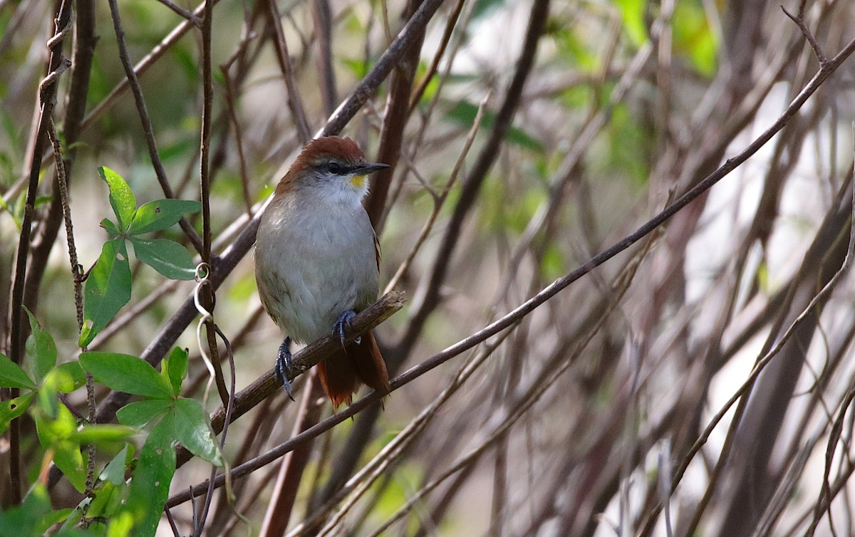 Yellow-chinned Spinetail - ML619365507
