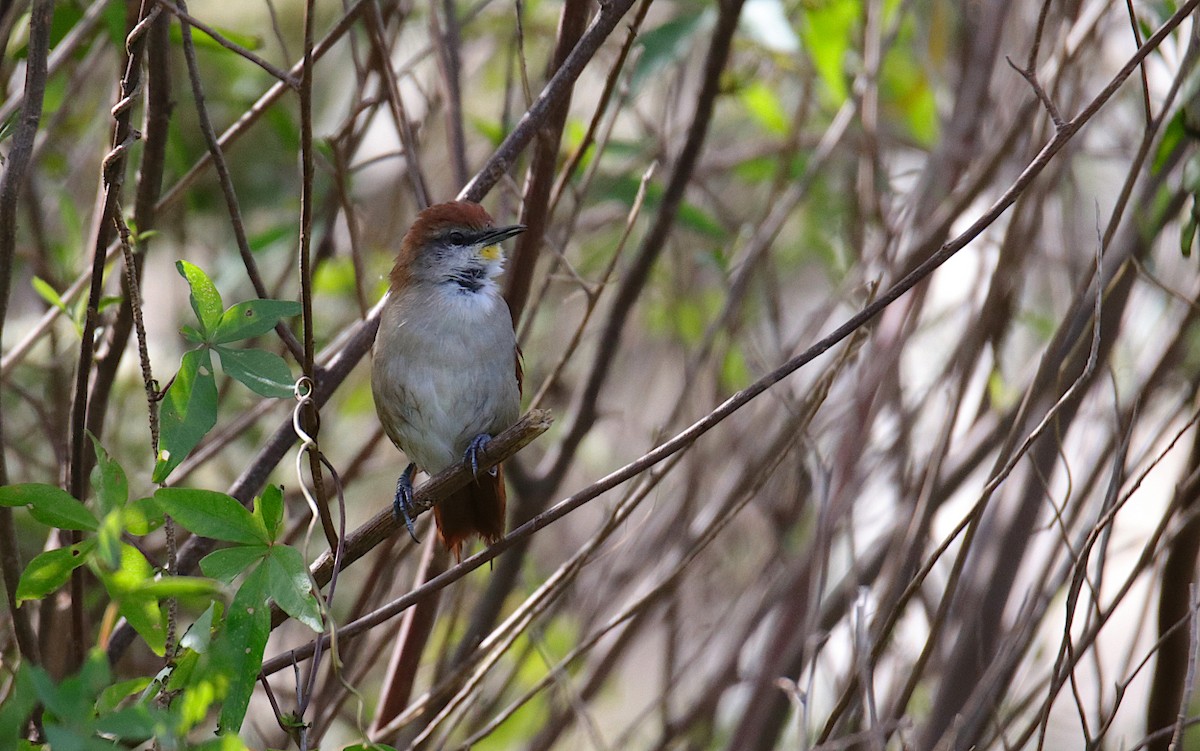 Yellow-chinned Spinetail - ML619365524