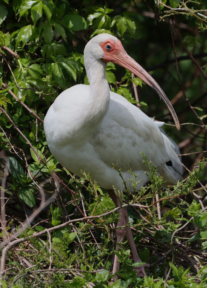 ibis bílý - ML619365556