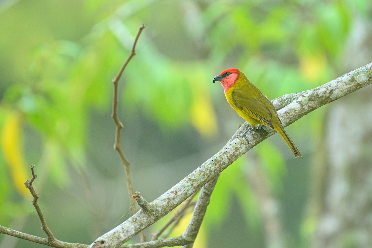 Red-headed Tanager - ML619365585