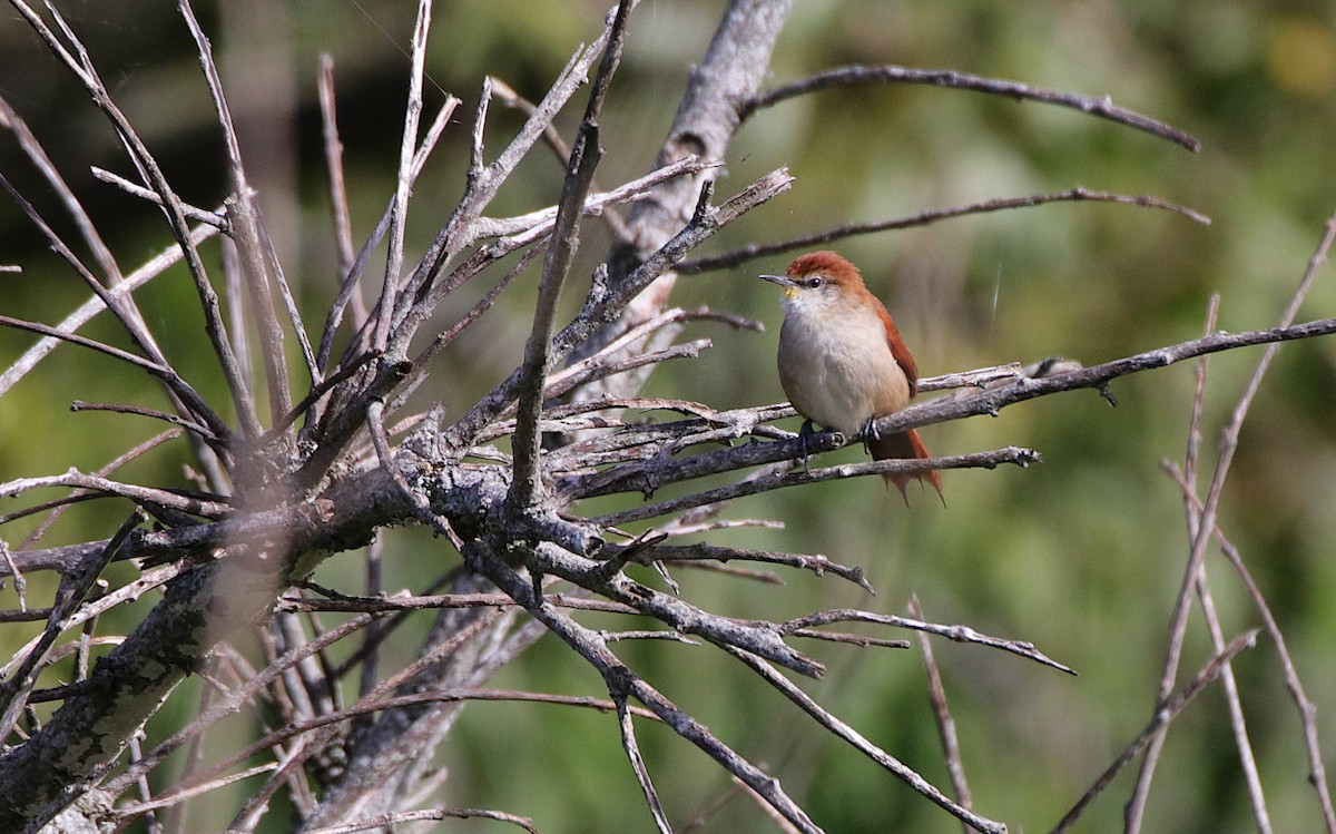 Yellow-chinned Spinetail - ML619365597