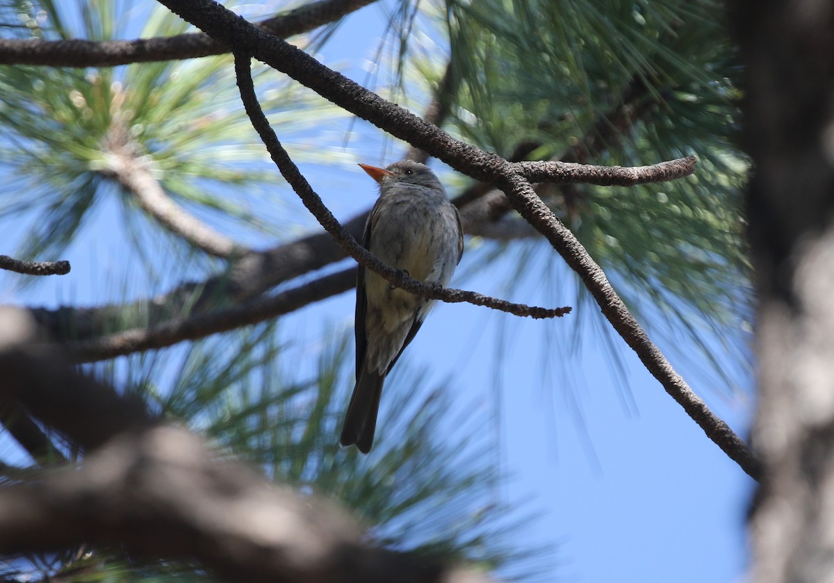Greater Pewee - ML619365599