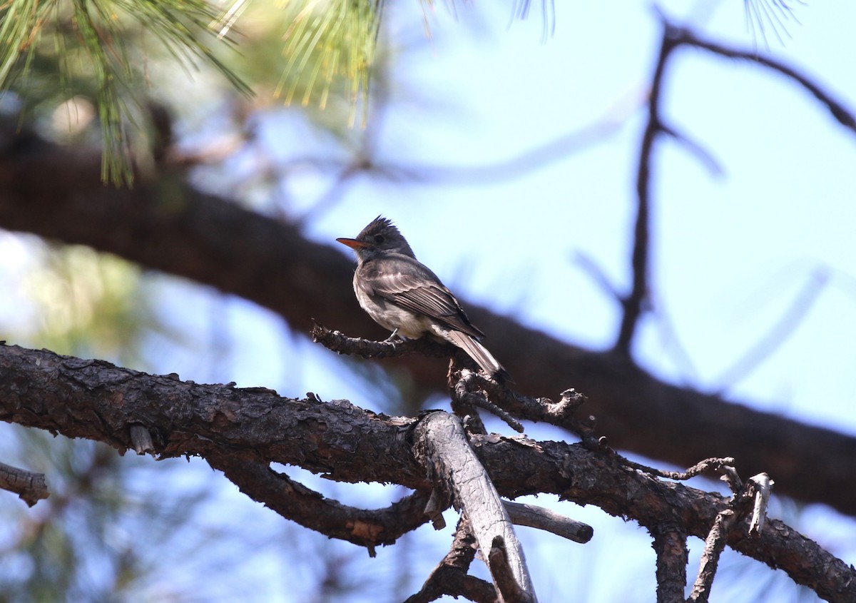 Greater Pewee - ML619365609