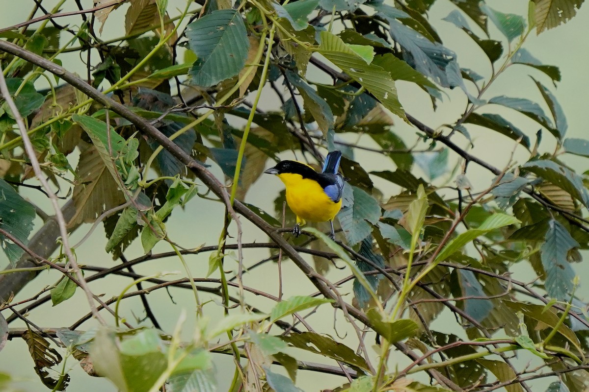 Blue-winged Mountain Tanager - ML619365631