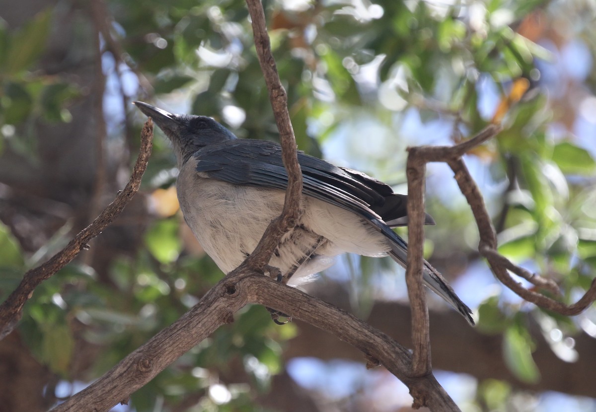 Mexican Jay - ML619365687