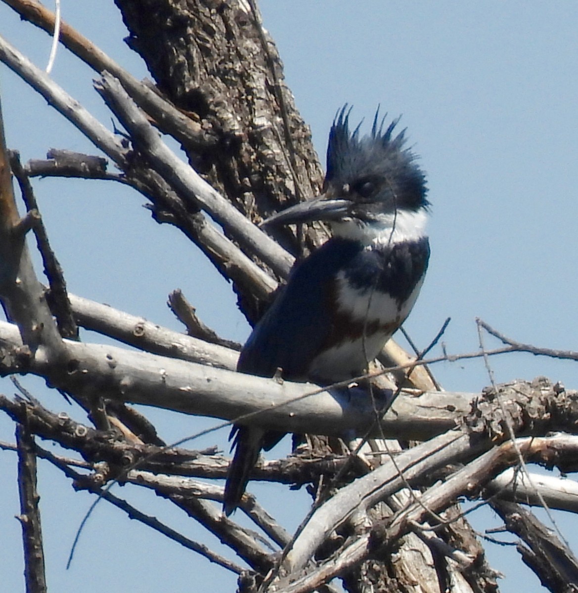 Belted Kingfisher - ML619365689