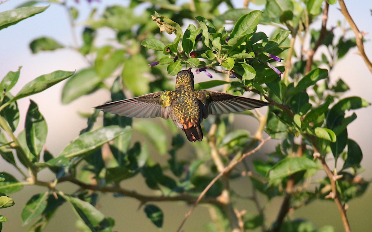 Gilded Hummingbird - ML619365723
