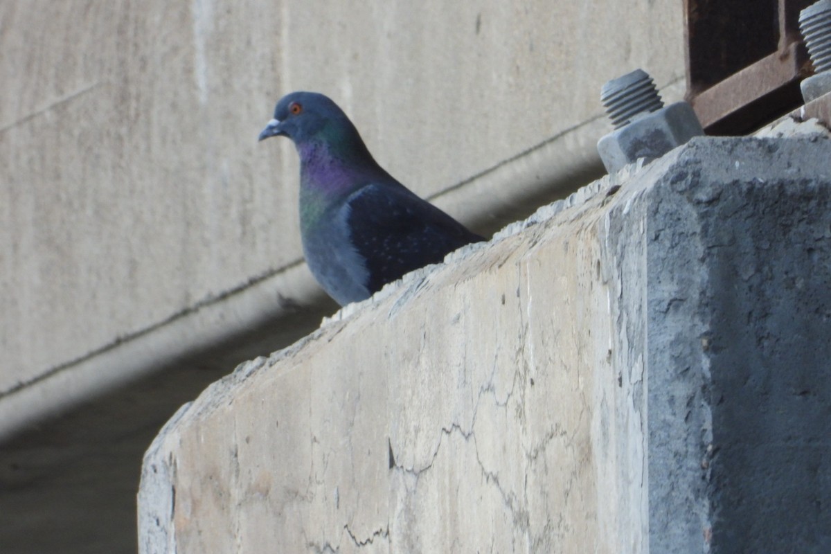 Pigeon biset (forme domestique) - ML619365733