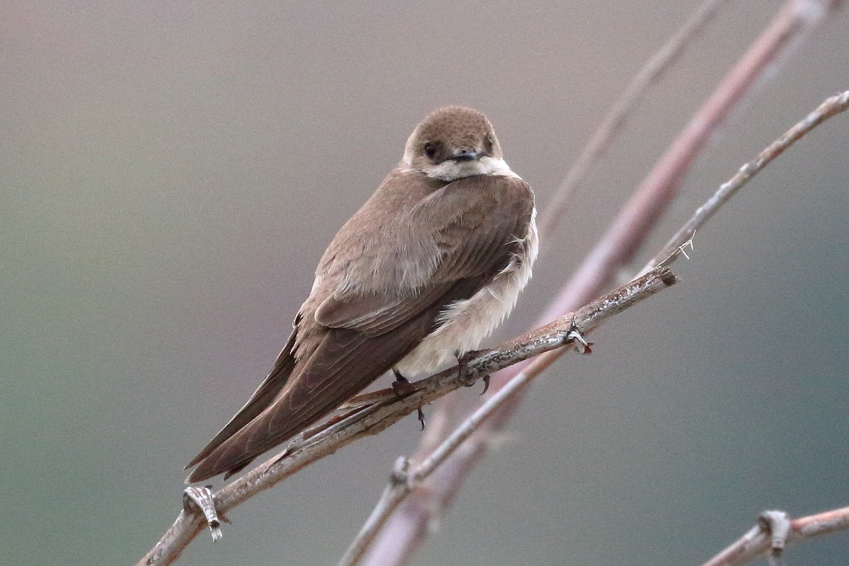 Northern Rough-winged Swallow - ML619365757