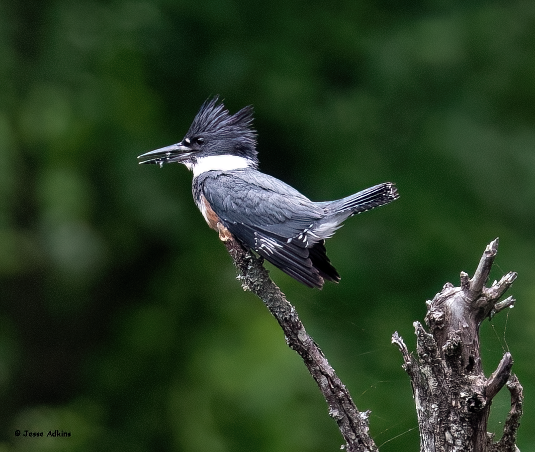 Belted Kingfisher - ML619365782
