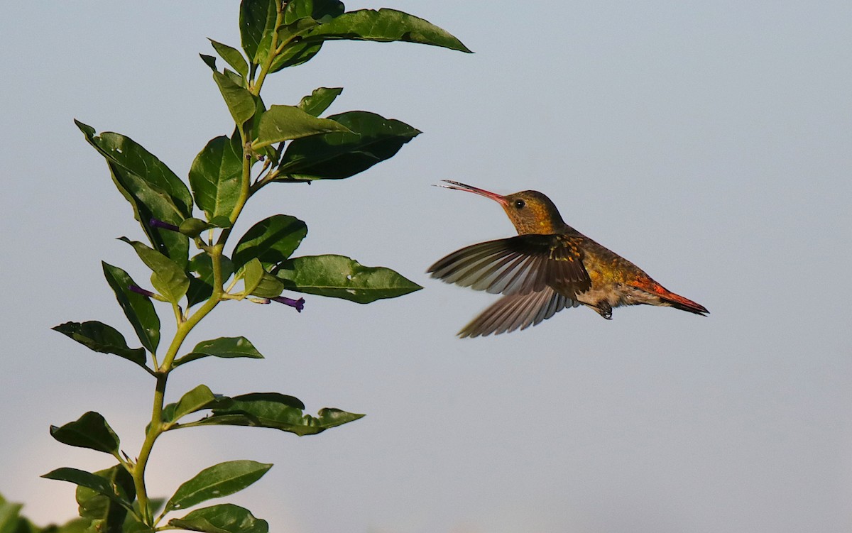 Gilded Hummingbird - ML619365783