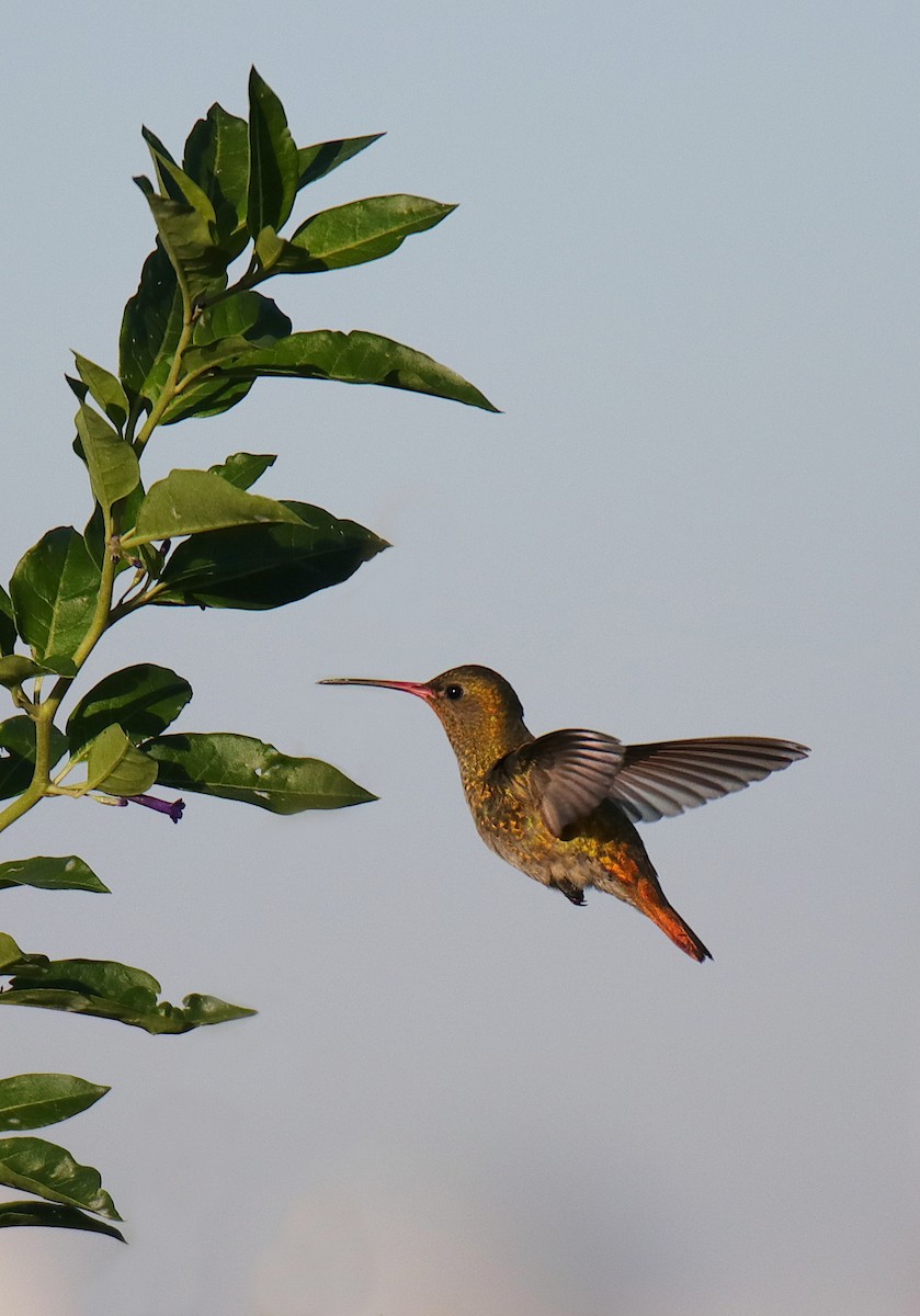 Gilded Hummingbird - ML619365785