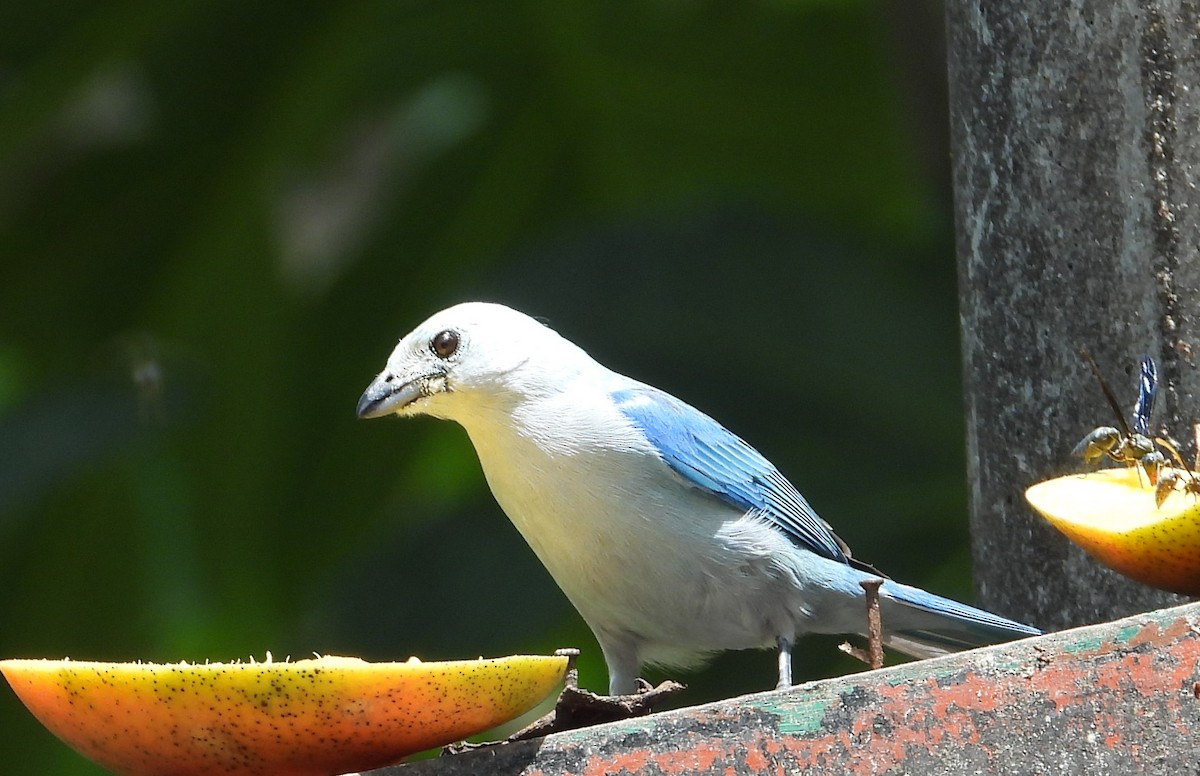 Blue-gray Tanager - ML619365789