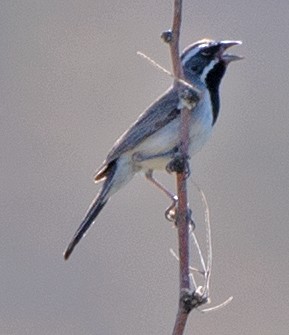 Black-throated Sparrow - ML619365801