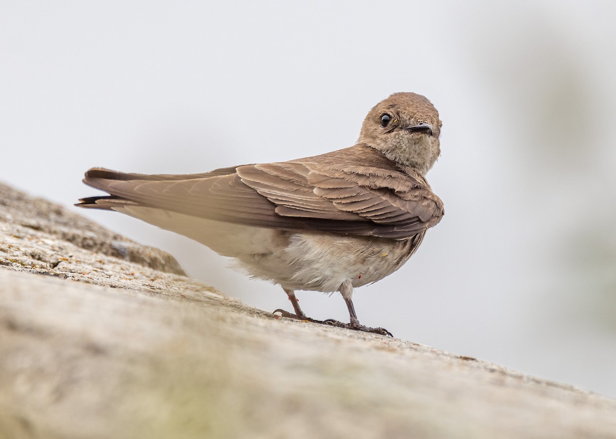 Northern Rough-winged Swallow - ML619365831