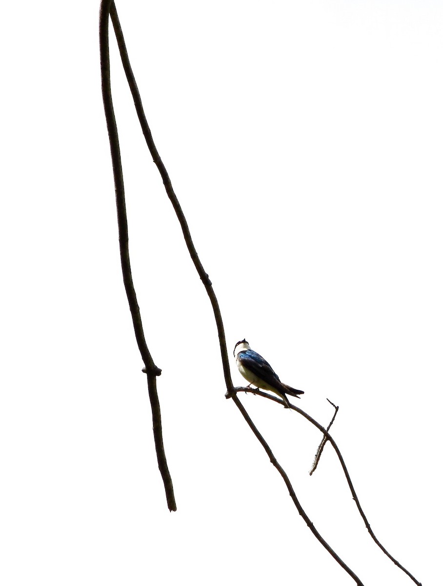 Tree Swallow - ML619365878