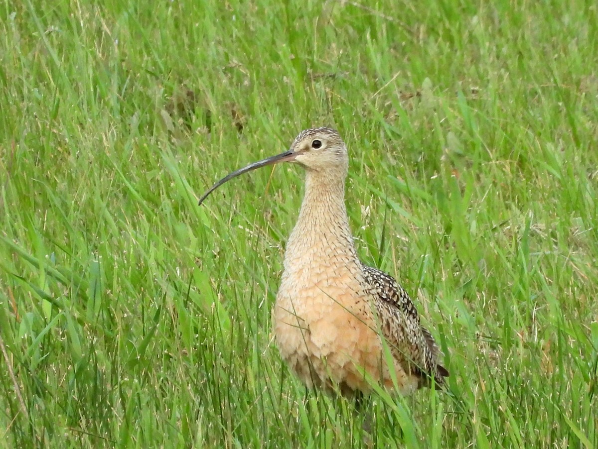 Long-billed Curlew - ML619365879