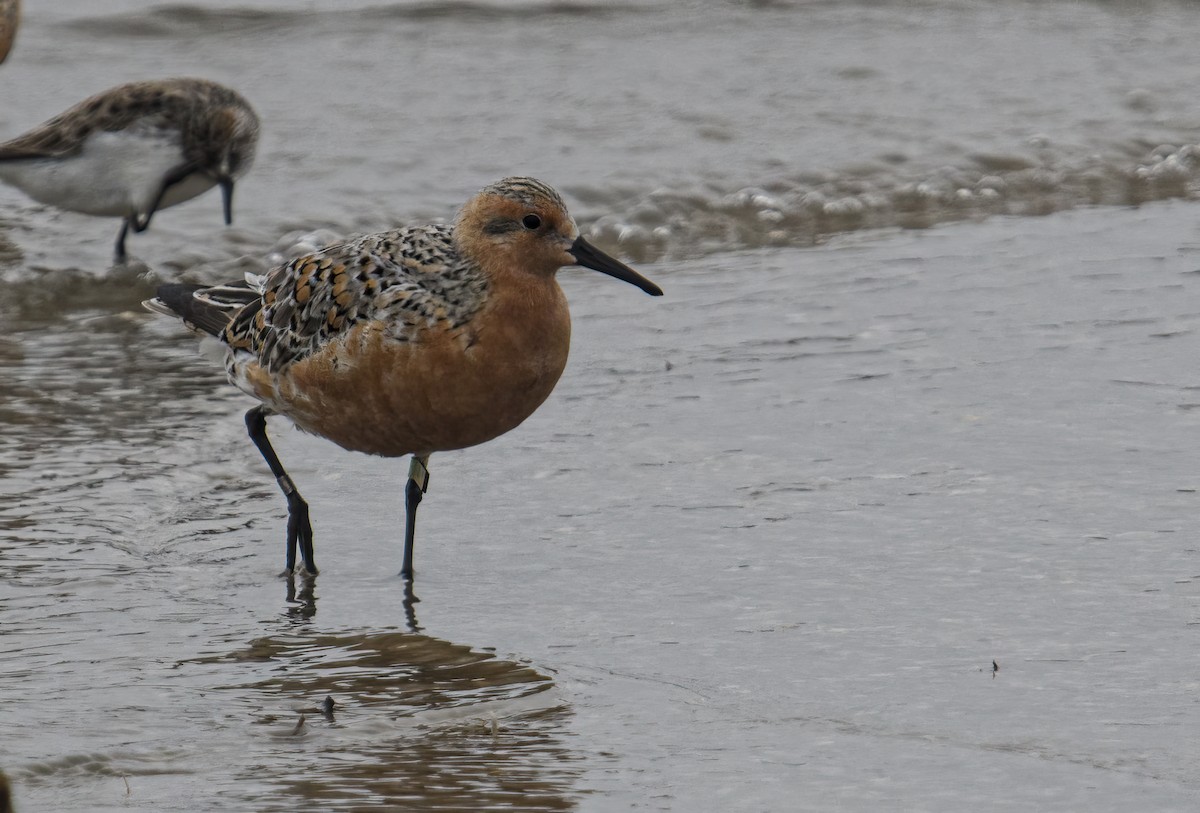 Red Knot - ML619365897