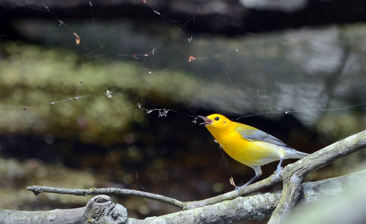 Prothonotary Warbler - ML619365945