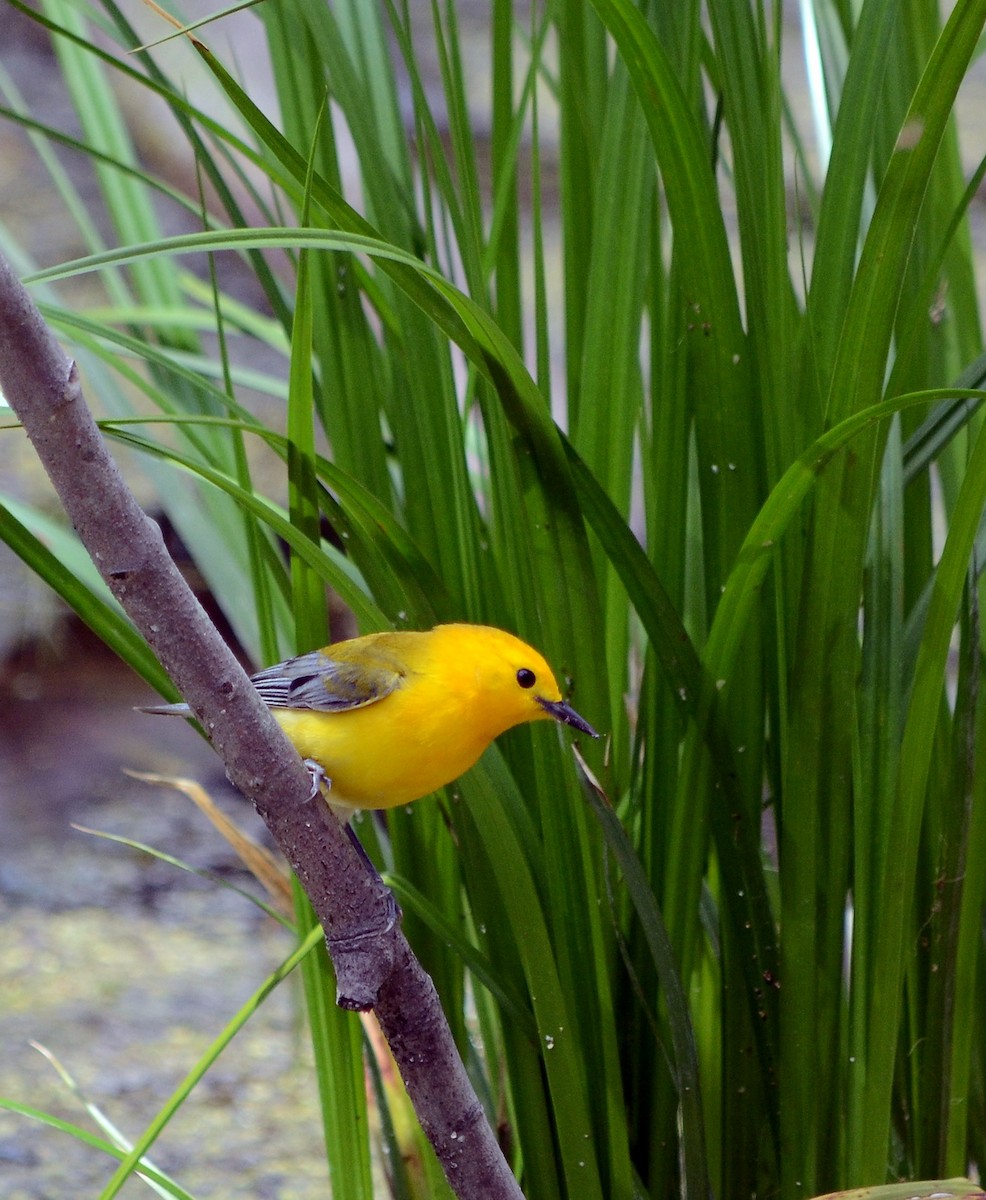 Prothonotary Warbler - ML619365954