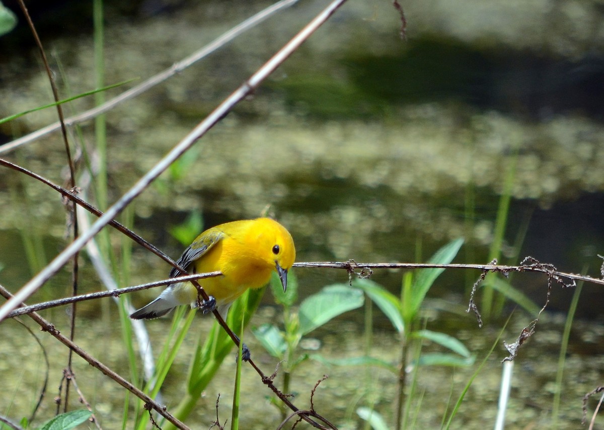 Prothonotary Warbler - ML619365955