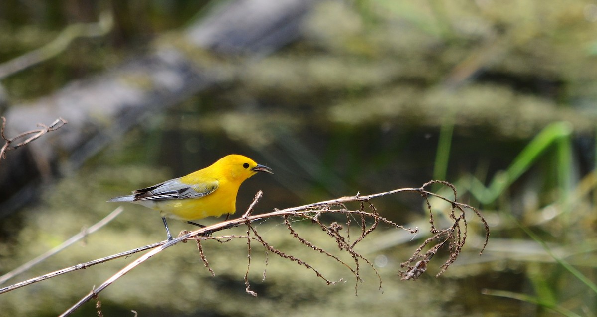 Prothonotary Warbler - ML619365962
