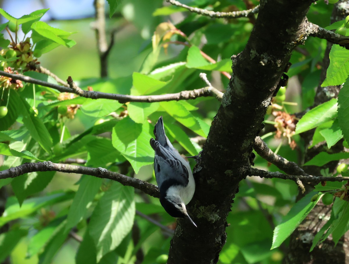 White-breasted Nuthatch - ML619365965