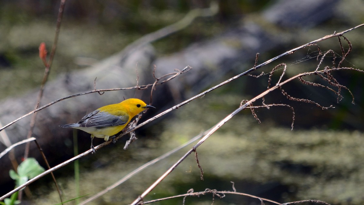 Prothonotary Warbler - ML619365973
