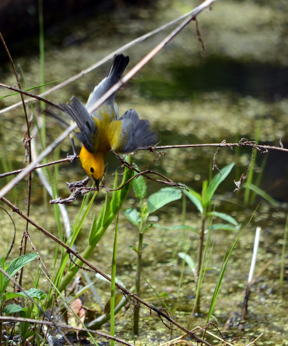 Prothonotary Warbler - ML619365984