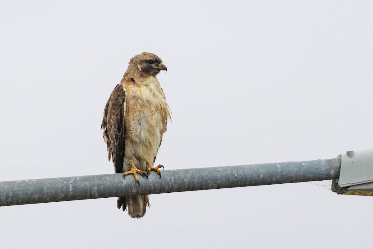 Red-tailed Hawk - ML619365987