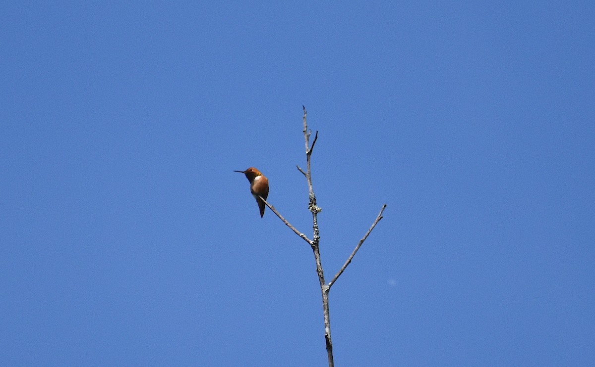 Rufous Hummingbird - ML619365988