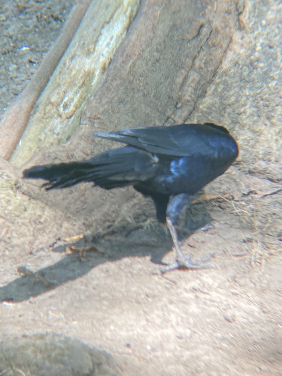 Great-tailed Grackle - ML619366067