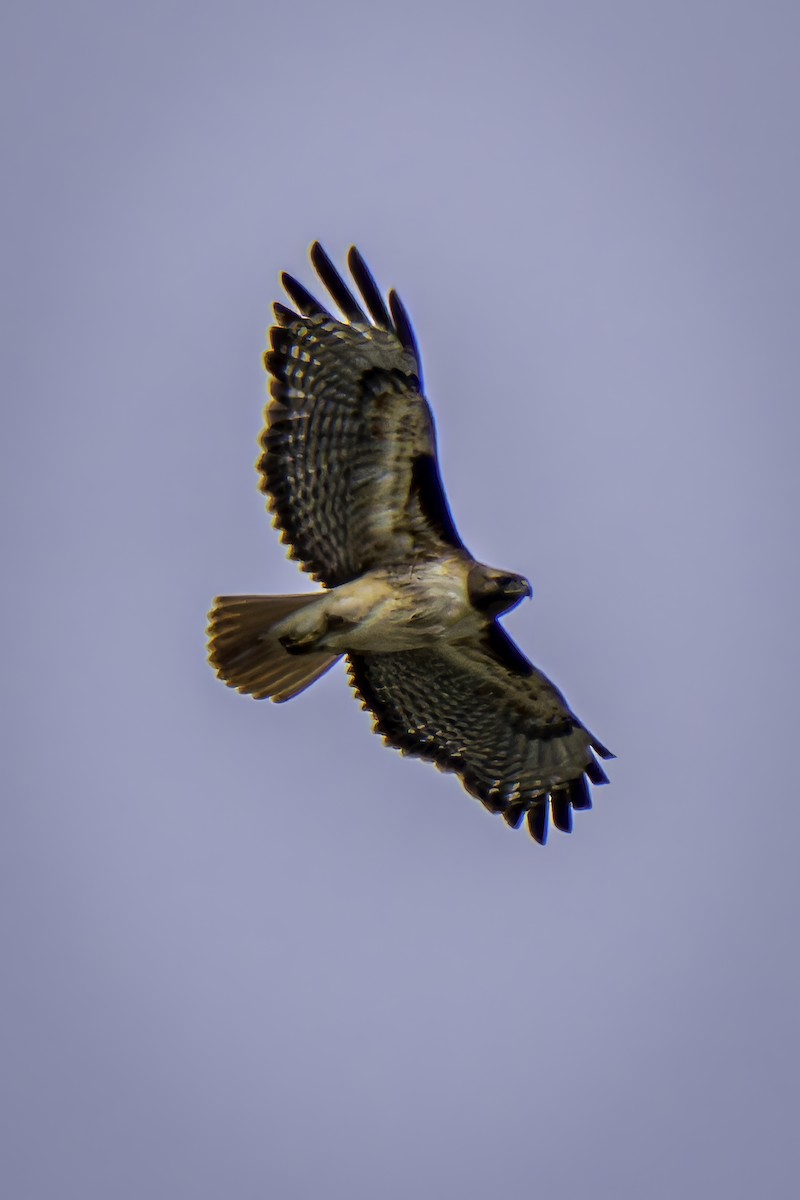 Red-tailed Hawk - ML619366069