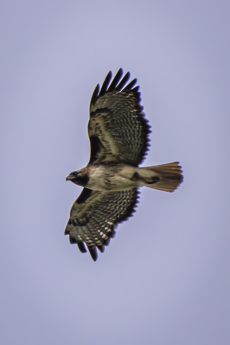 Red-tailed Hawk - ML619366072