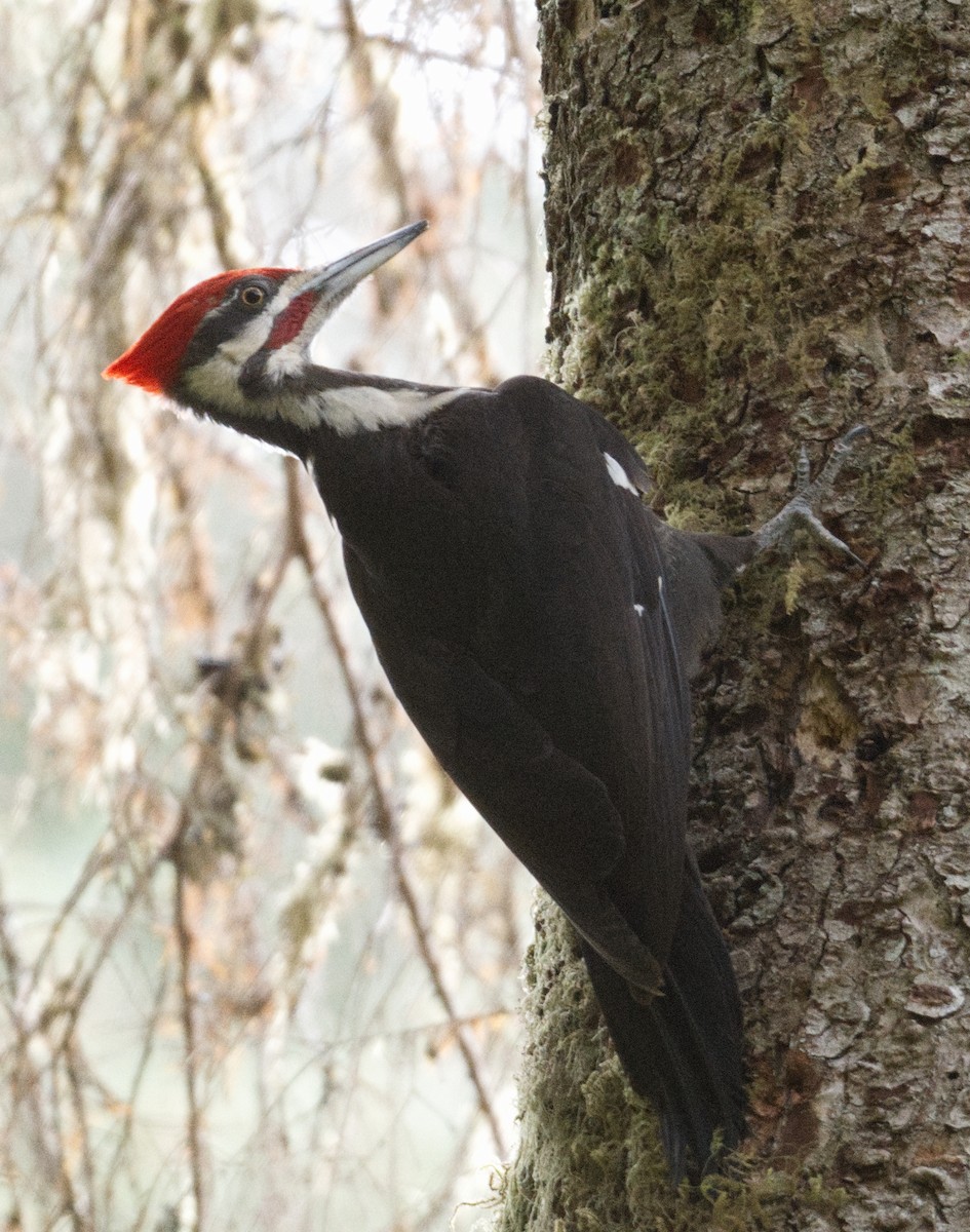 Pileated Woodpecker - ML619366088