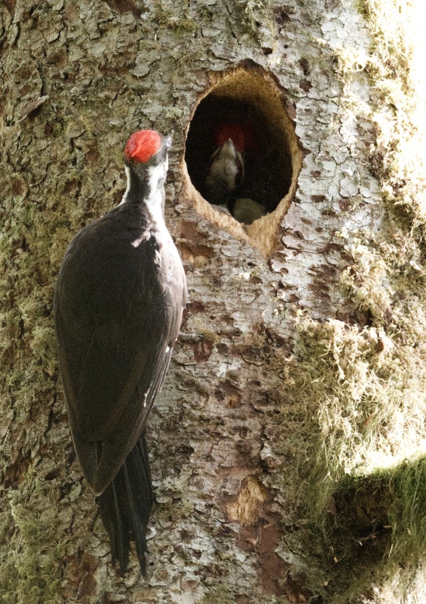 Pileated Woodpecker - ML619366096