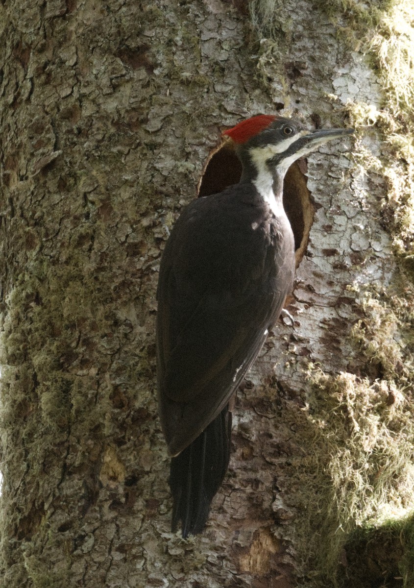 Pileated Woodpecker - ML619366102